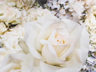 Closeup of beautiful white rose with romantic elegant white floral background
