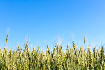 Obraz premium Field of wheat