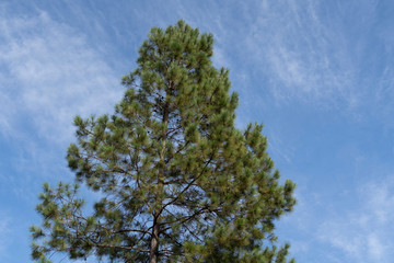 tree on background of blue sky