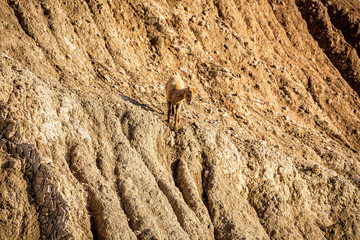 Bighorn Sheep Lamb