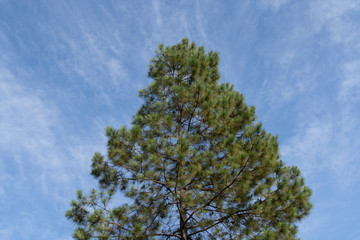 tree on background of blue sky