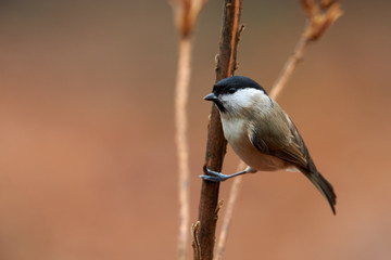 Marsh Tit (Poecile palustris) resting on a branch
