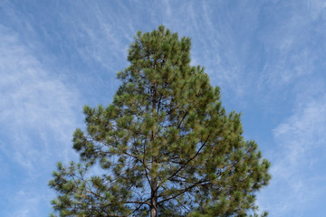 Fototapeta premium tree on background of blue sky