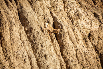 Bighorn Sheep Lamb