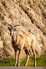 Naklejka na ściany i meble Bighorn Sheep Ewe and Lamb