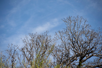 tree and sky