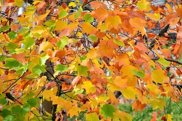 Hojas de otoño coloridas en el árbol de álamo americano tulipán, textura