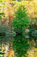 Pond Reflects II