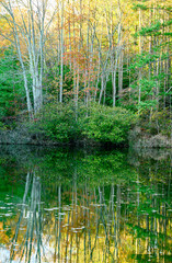 Pond Reflections I