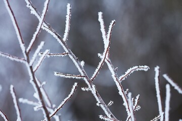 Frozen, icy branches of a tree