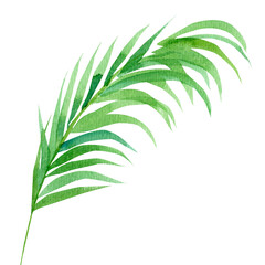 palm leaves on a white background, watercolor illustration