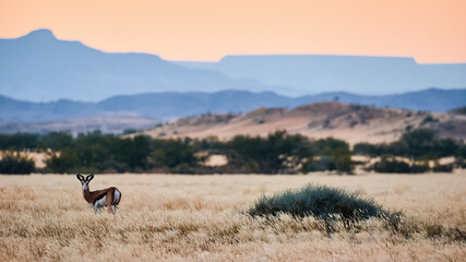 Naklejka premium Springbok (Antidorcas marsupialis) grazing in the savannah