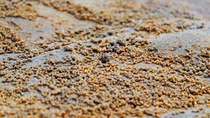 Crab sandball texture