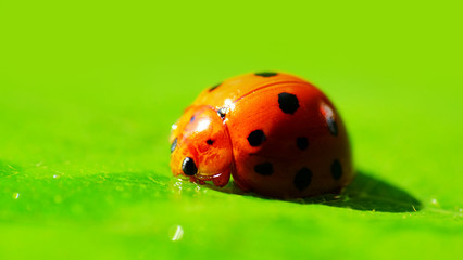 Macro of beetle on green leaf