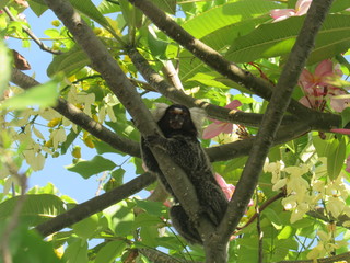 Macaco en el árbol