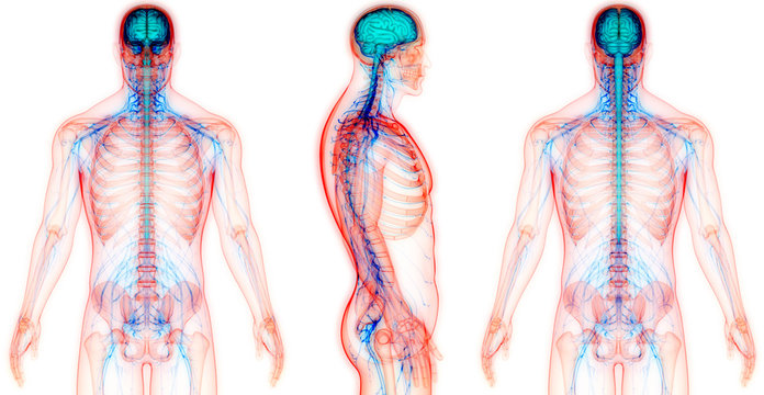 Central Organ of Human Nervous System Brain Anatomy