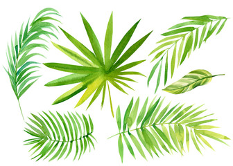 Fototapeta na wymiar set of tropical leaves on a white background, palm leaves, watercolor illustration