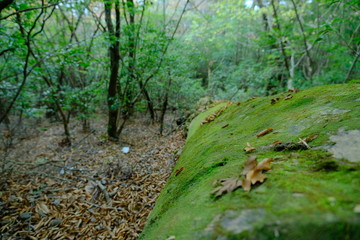 一本の倒木に苔が大集合