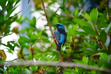 blue bird on a branch