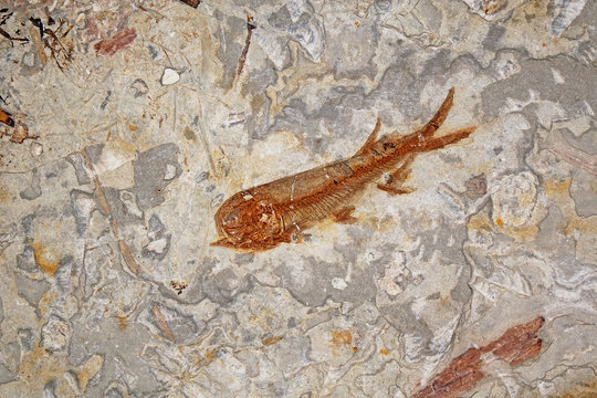 Fish Fossil (Lycoptera Davidi) From Liaoxi, Liaoning Province China, Its Lived From The Late Jurassic To Cretaceous Periods. Selective Focus With Copy Space.