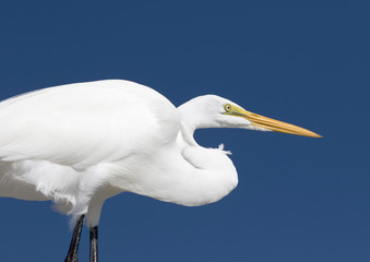 A Great Egret (Ardea alba) standing on a dock under a clear blue sky on St. Pete Beach, Florida.