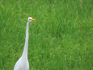 Heron in a green paddy field