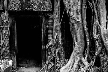 Fototapeta premium Angkor Wat Roots and Temples