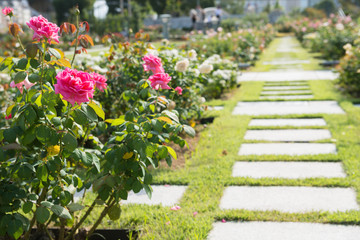 Fototapeta premium 中之島公園のバラ園