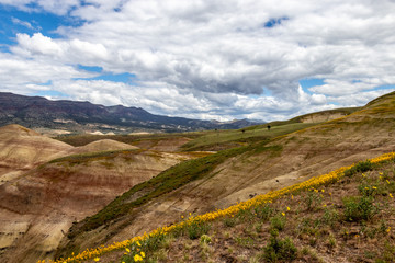 Fototapeta na wymiar Spring Yellow wildflowers on the sides of the Painted Hills