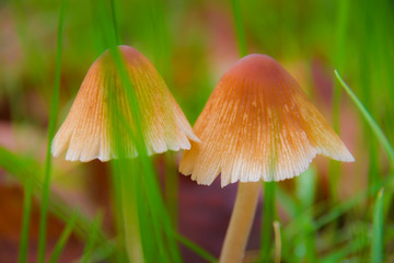 Wild brown mushrooms, macro, autumn hats in the grass closeup, fungus