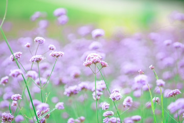 Fototapeta premium Close-up natural background view of the purple flower beds (Verbena), the blurring of the wind blowing, to decorate in the park or coffee shop for customers to take pictures.
