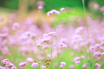 Close-up natural background view of the purple flower beds (Verbena), the blurring of the wind blowing, to decorate in the park or coffee shop for customers to take pictures.