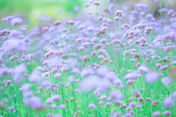 Obraz na płótnie Canvas Close-up natural background view of the purple flower beds (Verbena), the blurring of the wind blowing, to decorate in the park or coffee shop for customers to take pictures.