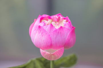 The natural background view of the pink flowers (lotus), the blurring of the wind, to decorate in a park or a large pond in the midst of nature.