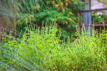 The blurry background of decorative flower beds decorated in gardens or nurseries, with many varieties, bright and comfortable for the eyes.