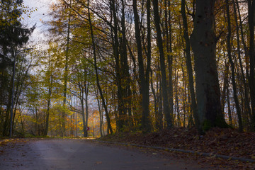 Autumn landscape, trees in the park forest green yellow red leaves branches, shimmering light warm sun nature views