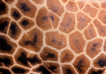 Giraffee up close © John