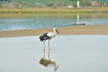 Oriental white stork (Ciconia boyciana) 10