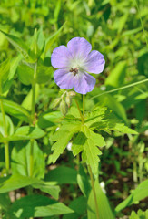 Wild geranium 2