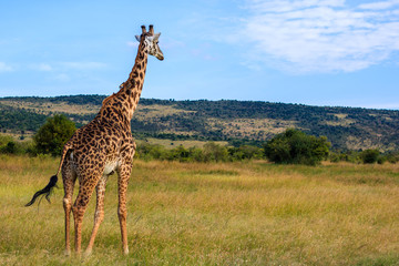 giraffe in the serengeti