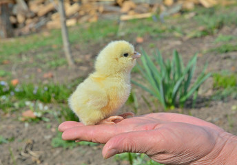 Very small chicken 4