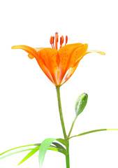 Fototapeta na wymiar Wild lily (Lilium pensylvanicum) 10