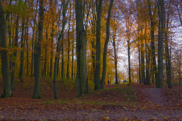 Autumn landscape, trees in the park forest green yellow red leaves branches, shimmering light warm sun nature views
