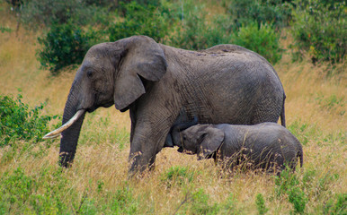 Naklejka na ściany i meble elephant milking in Serengeti National Park safari