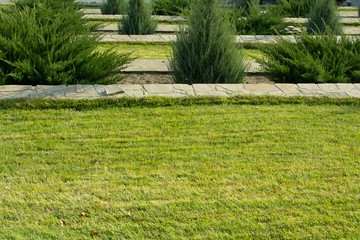 Texture background lawn grass green with Christmas trees