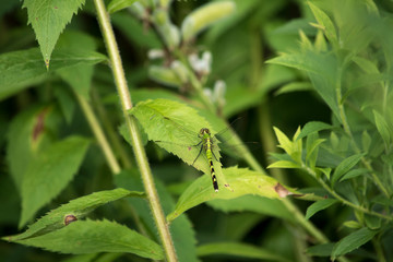 Eastern Pondhawk