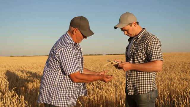 Businessmen take pictures of millet on a tablet and send it to the manufacturer’s website. An agronomist and a farmer work in a field checking wheat grain for quality. Harvesting cereals.