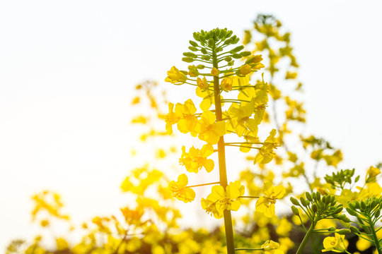 Yellow rape flower bloom in countryside farmland.