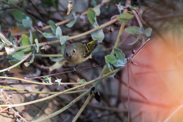 Small and colorful Cassins Vireo bird takes a peek forward while leaning out from thin branch perch in Autumn.