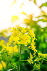 Yellow rape flower bloom in countryside farmland.